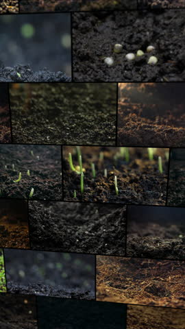 Shutterstock Video