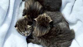 Sweet Moment of Three Young Mixed-Breed Kittens Sleeping on a Pale Grey Surface in Natural Light. Close-Up of Tabby Newborn Kittens Resting Calmly on a Cozy Light - Powered by Shutterstock - Get 15% off with code: PIKWIZARD15
