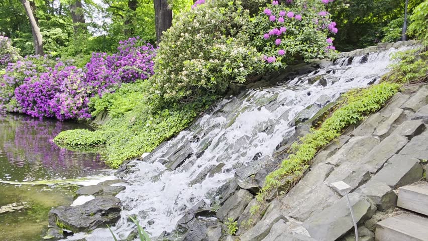 Waterfall in Wroclaw botanical garden with rhododendron