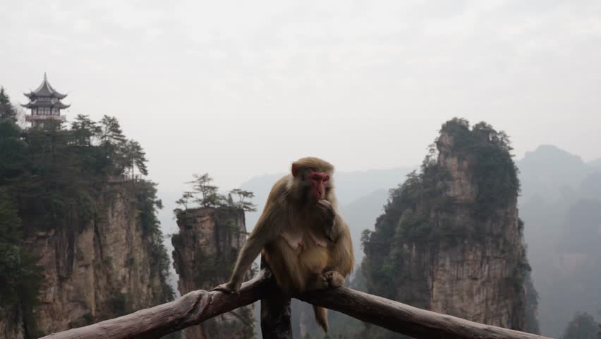 A Tibetan macaque (Macaca thibetana) sits calmly on a wooden railing overlooking the sandstone pillars of Zhangjiajie, China.