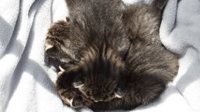 Three Sleeping Kittens on a Blanket. Tiny Tabby Kittens Resting Peacefully. Newborn Stray Kittens Napping Together - Powered by Shutterstock - Get 15% off with code: PIKWIZARD15