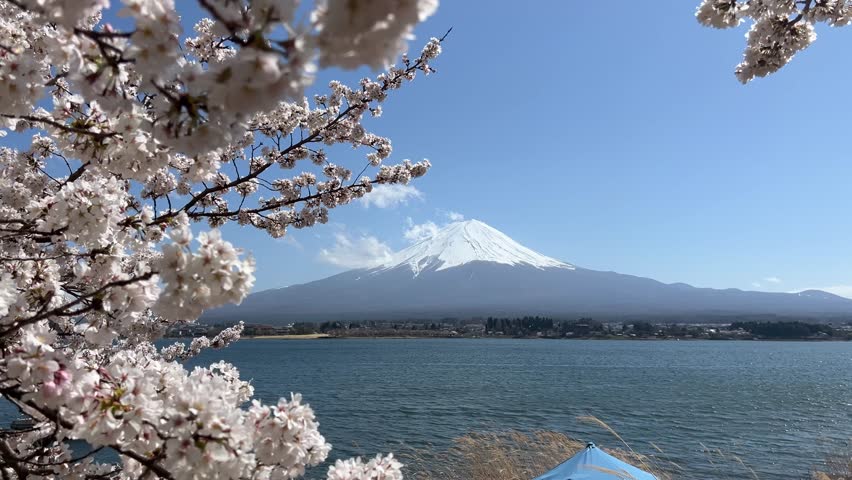 Lake Kawaguchiko with Mt. Fuji in distance and waving Sakura cherry blossoms