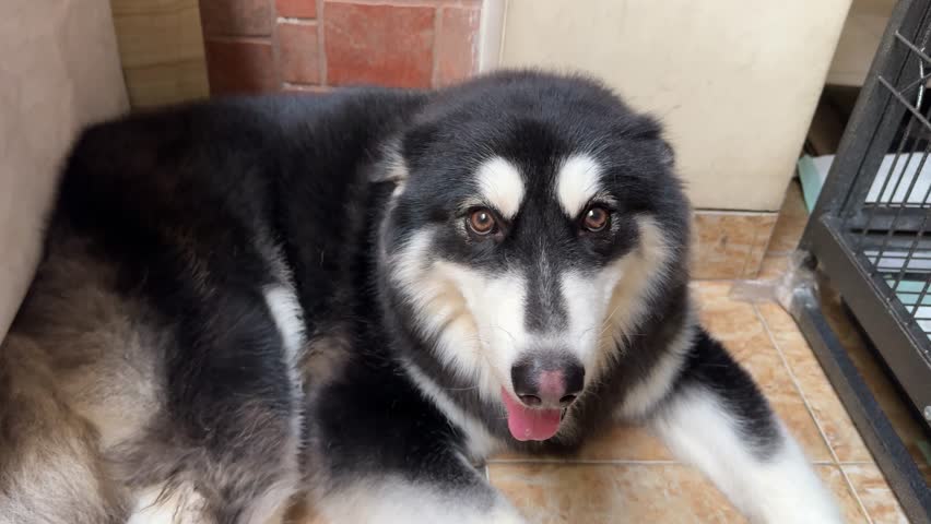 4K footage video of alaskan malamute dog with tongue sticking out and panting, while looking to its owner. Alaskan malamute is a cute family dog with gentle and funny character.
