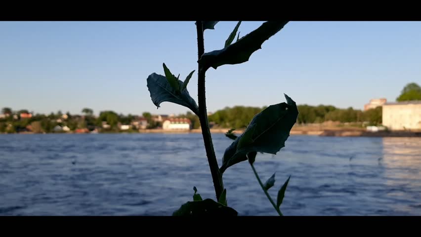 Focus on the shady half of the plant on a nice sunny day