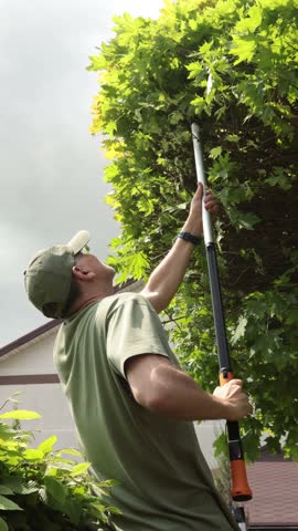 Man trims branches in maple tree backyard garden. Gardening, tools and lifestyle. Landscaping, green fencing.