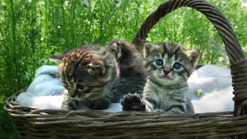 Adorable Striped Kittens Relaxing on a Summer Day. Kittens with Blue Eyes in a Basket Amidst Daisies. Three Fluffy Kittens in a Basket on a Sunny Summer Field