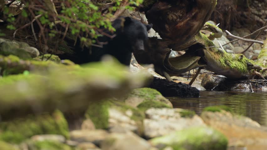 Black Bear walking between rocks in search for water source in British Columbia