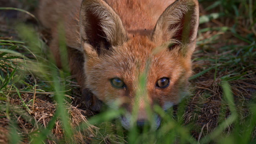 Red fox, vulpes vulpes. Small young red fox cub portrait in the wild. Fox cub falling asleep head zoom in