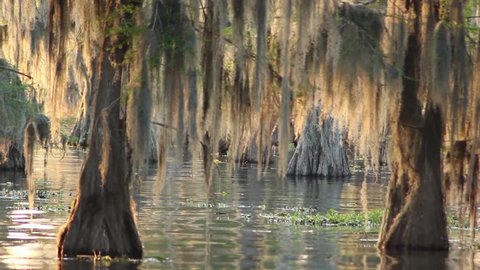 Louisiana bayou with cypress trees and moss