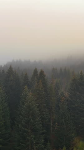 Foggy Pine Forest on a Cloudy Morning. Expansive pine forest shrouded in thick fog, creating a tranquil and atmospheric scene under a muted, overcast sky.