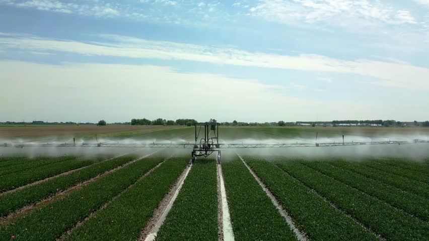A drone footage of a sprinkler boom of an irrigation system watering a cultivated tulip field on a sunny day