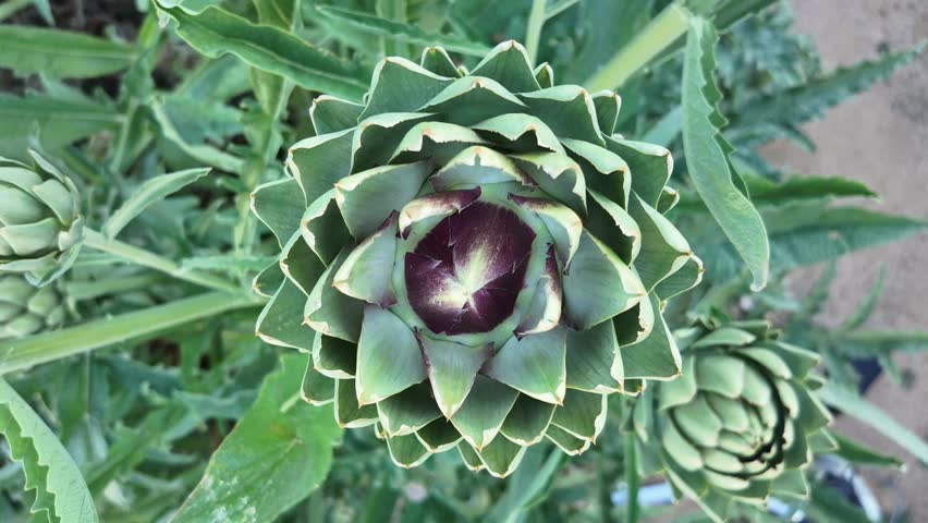 This captivating 20-second 4K Ultra HD time-lapse video showcases the mesmerizing process of an artichoke blooming in a vibrant garden setting