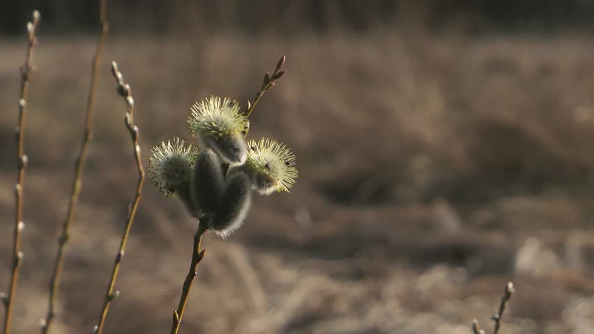 Single pussy willow branch beginning to grow in early spring, nature springtime detail