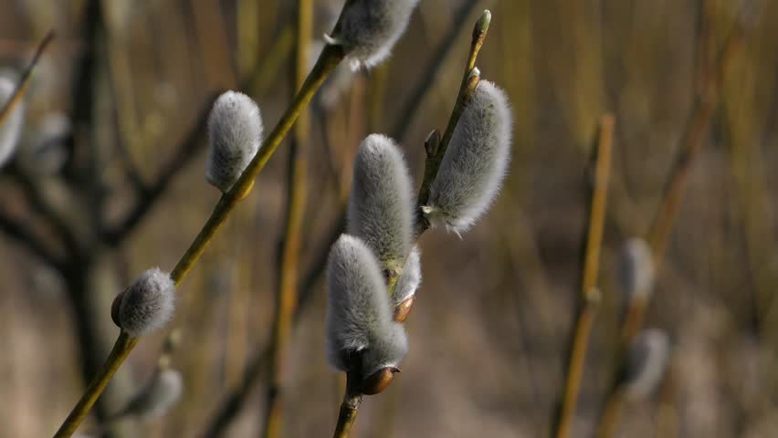 Pussy willow branch blooming close up in early spring, nature spring detail
