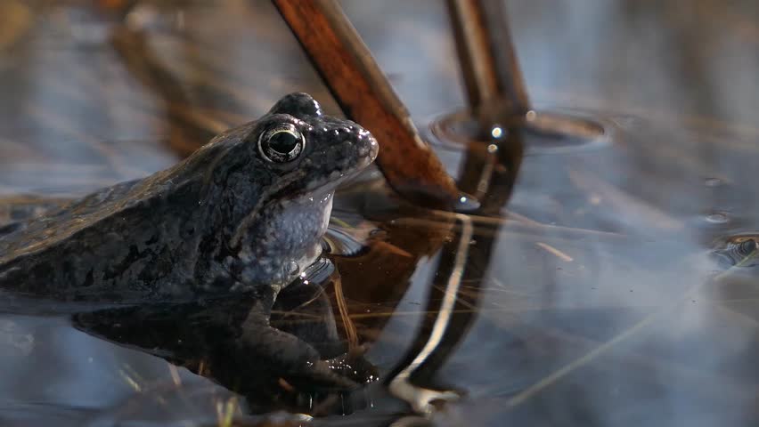 Toad frog croaking in water in spring, mating call during mating season, close up