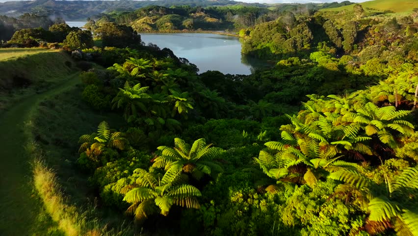 Epic Aerial Unspoilt native bush—ferns lake, water sunlight hitting the trees. Drone New Zealand native