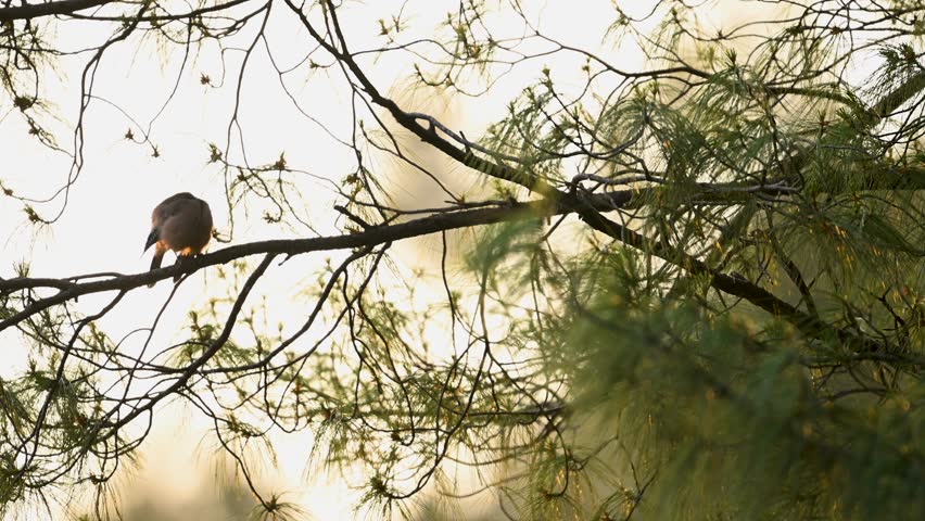 A captivating footage of a Black-headed jay Bird , perched gracefully on a branch of a tree against a soft, light-toned background.