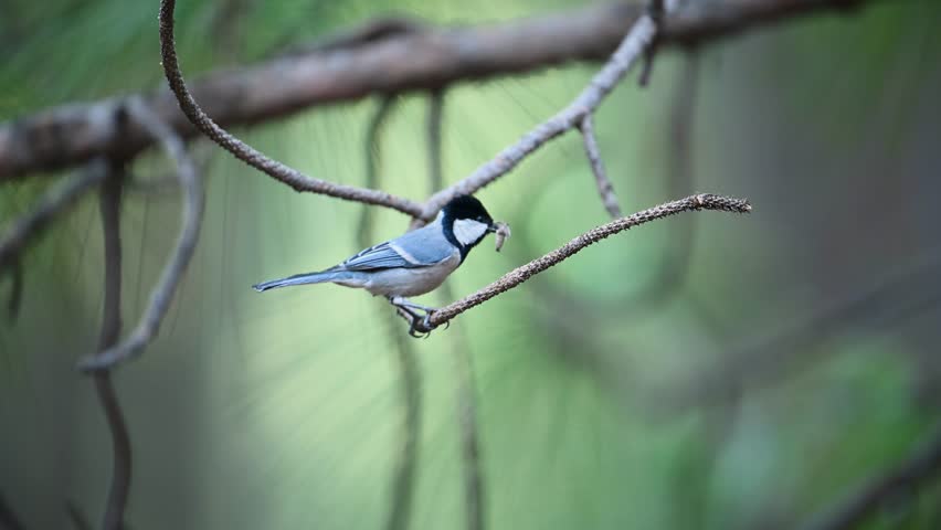 Cinereous tit Bird with insects in Beak to Fee female bird in breeding Season in Forest