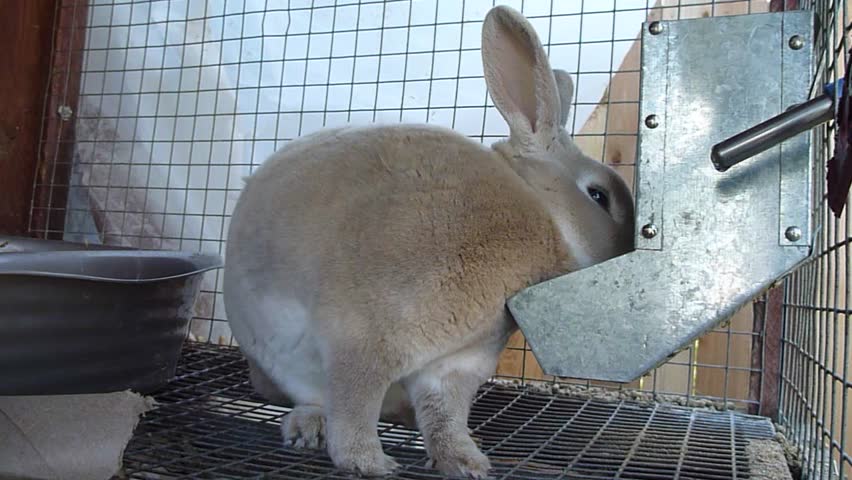 Bunny rabbit eating in cage.
