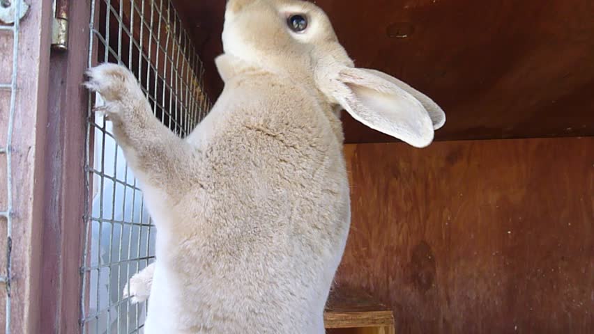 Bunny rabbit in farm cage.