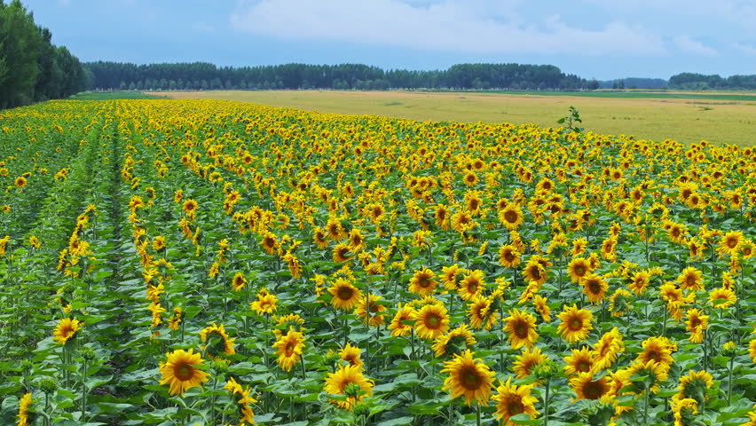 Aerial shot of beautiful sunflower fields nature landscape. Yellow sunflower flowers blooming in summer season.