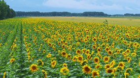 Aerial shot of beautiful sunflower fields nature landscape. Yellow sunflower flowers blooming in summer season. - Powered by Shutterstock - Get 15% off with code: PIKWIZARD15