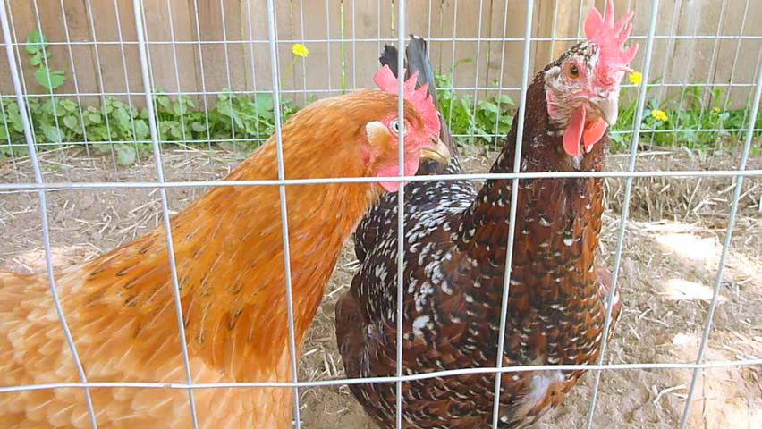 Two chickens in chicken coop roam around curiously.