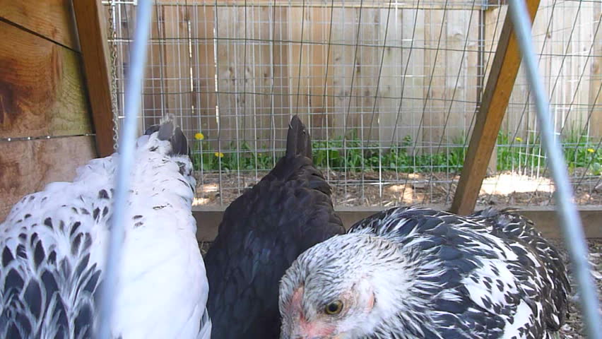 Three mid size chicks in chicken coop roam around curiously.