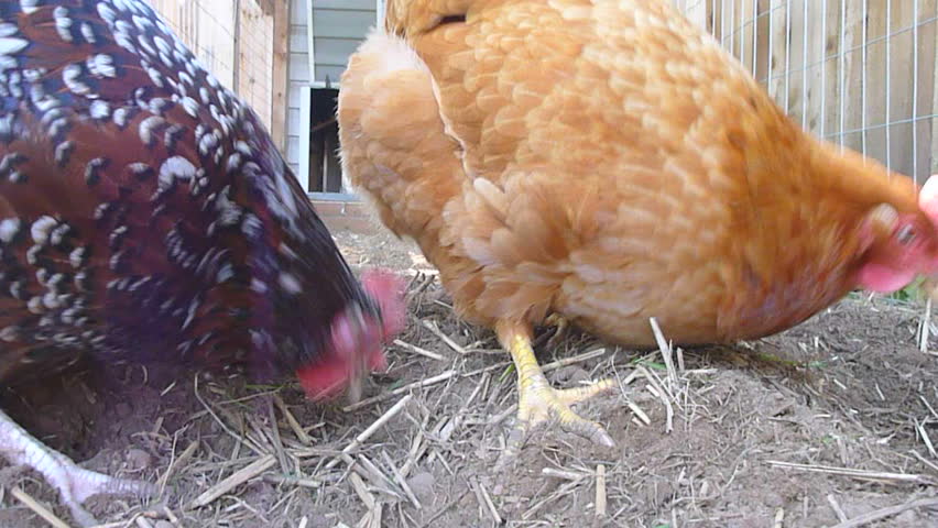 Two chickens in chicken coop eating grass close up.
