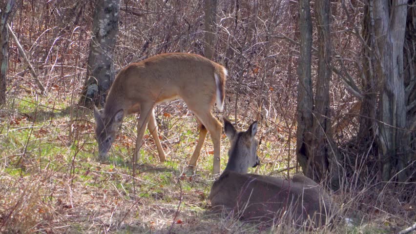 Deer Photography in Shenandoah National Park