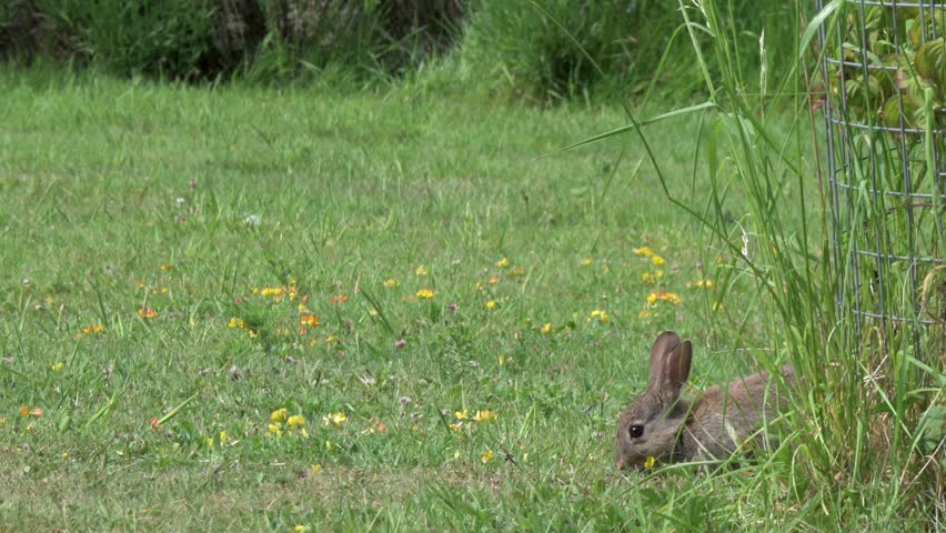 Young Rabbit (Oryctolagus cuniculus) eating grass on a lawn as another runs past. May, Kent, UK [Slow motion x5]