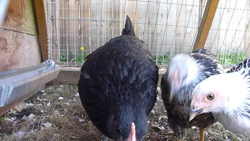 Three mid size chicks in chicken coop roam around curiously.