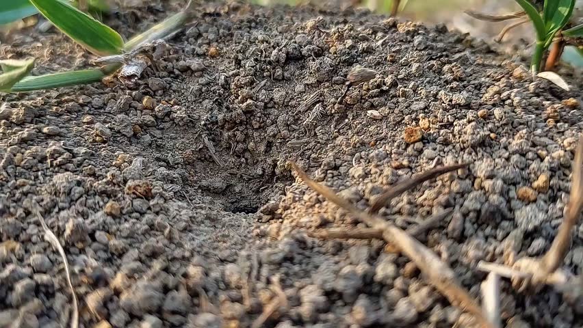 ant hole. ant colony activity during the day in front of the hole