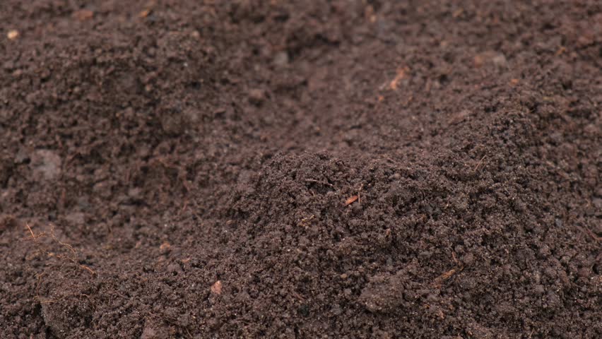 Fertile soil close-up. Richland in field. Black soil background. Natural ecological farming. Agricultural business. Humus, fertilized land. Bio agriculture and eco friendly cultivation. Rich land 4K