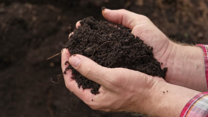 Fertile soil in male hands. Farmer hold rich land in field. Handful black soil. Natural ecological farming. Agricultural business. Humus, fertilized land. Bio agriculture and eco friendly cultivation.
