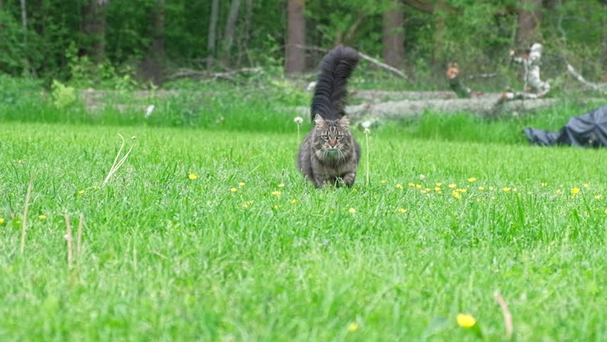 Graceful Gray Tabby Cat walking on green grass meadow. Funny little cat outdoors. Beautiful grey feline is in a lawn outside. Kitten walks looking to camera. Backyard, summer day. Animal in the nature