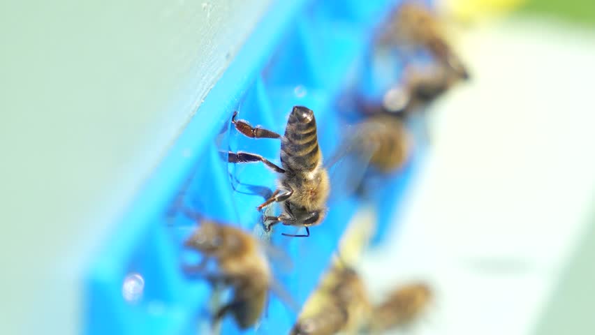 Bees working in an apiary. Beekeeping. The entrance to the hive is nearby, bees work during daylight hours. Slowed video. Side view of bees at the entrance to the hive.