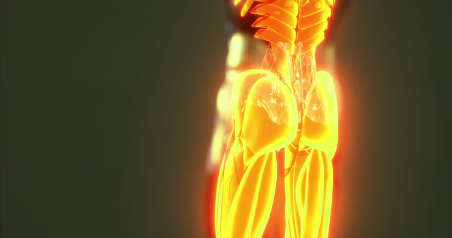 Shutterstock Video
