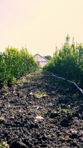 Growing ornamental evergreen nursery trees , thuja, boxwood for sale on tree farm. farming, greenhouse farming