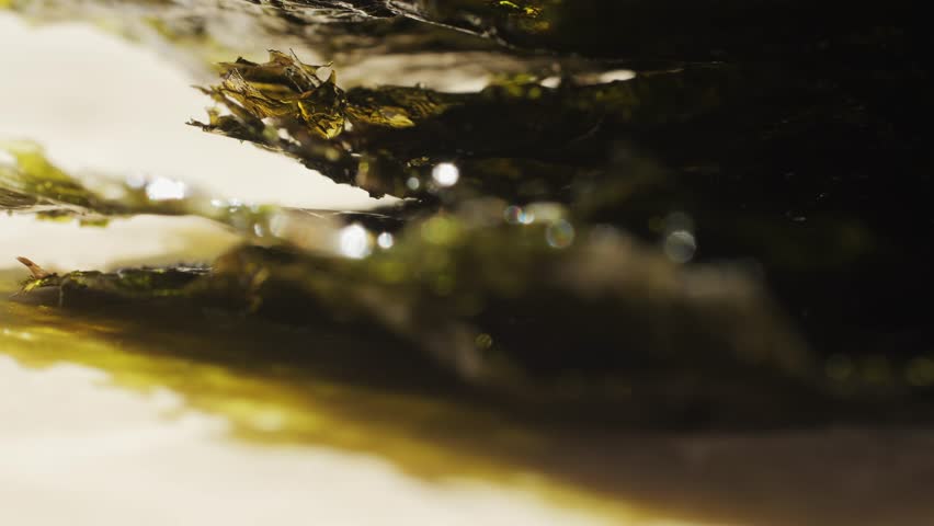 Nori leaf texture. Close-up of nori leaf as background, top view. Appetizer made from kelp.