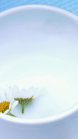 White cup, there are chamomile flowers in it. The cup is filled with boiling water, chamomile tea
