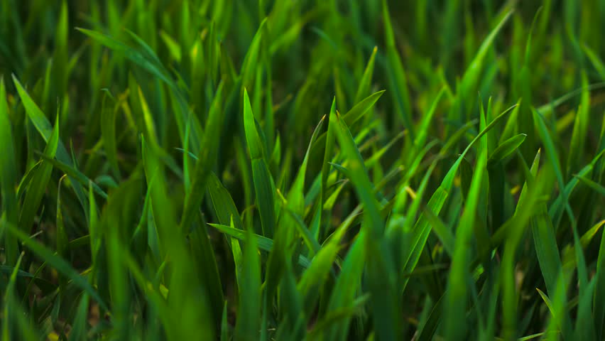Green lush strong wheat growing steadily in farming field. Healthy blades spreading thickly over cultivated land. Vibrant cereal plants standing upright in fertile conditions. Dense wheat shoots