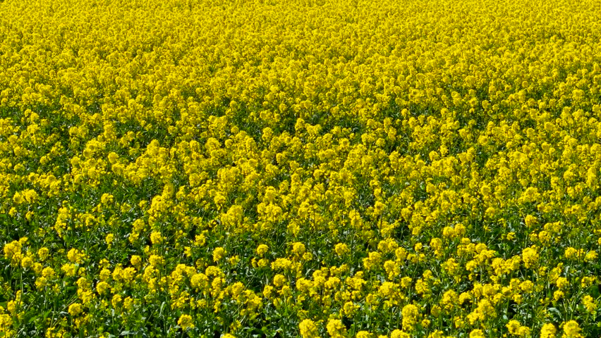 Production canola flower blooming fully in farming field for oil and biofuel. Yellow rapeseed covering cultivated land during peak flowering phase. Bright blossoms spreading across agricultural area