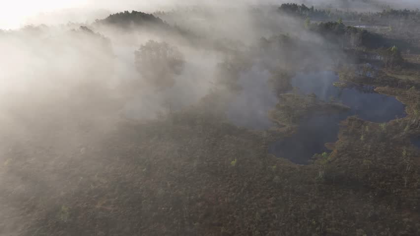 marsh landscape on a foggy summer morning