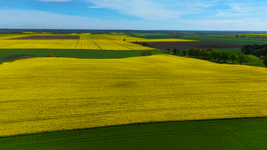 Large canola field blooming across rolling farmland. Yellow rapeseed stretching far under bright blue sky. Expansive flowering oilseed crop covering countryside in spring glow