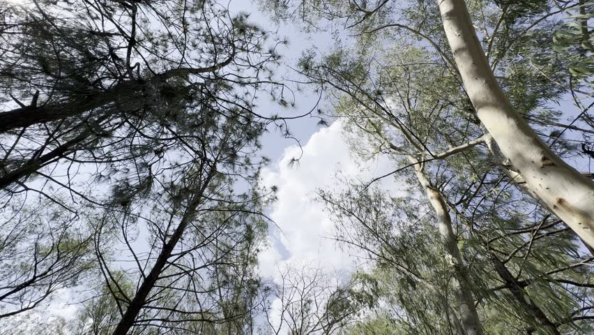 Forest View with Beautiful Clouds