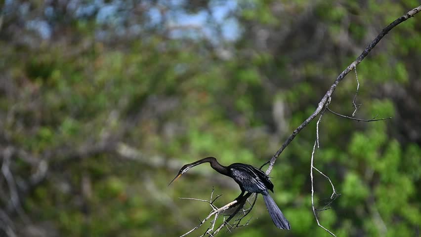  Beautiful birds in the wild
