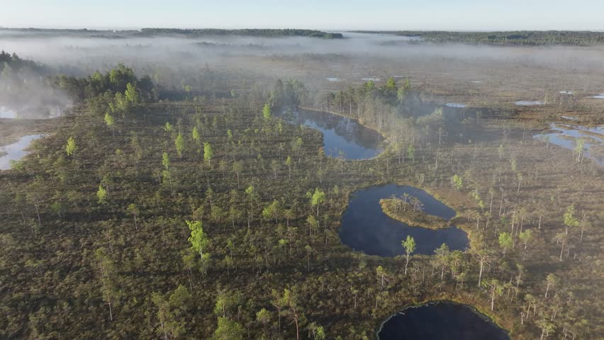 high marsh on a foggy summer morning