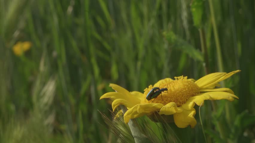 Beetles Mating on a Yellow Flower in a Meadow