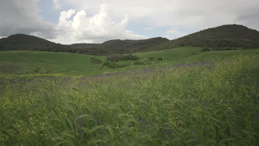 Scenic Landscape: Green Hills Adorned with Purple and Yellow Wildflowers